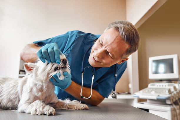 Best Emergency Tooth Extraction in Lake Lorelei, OH